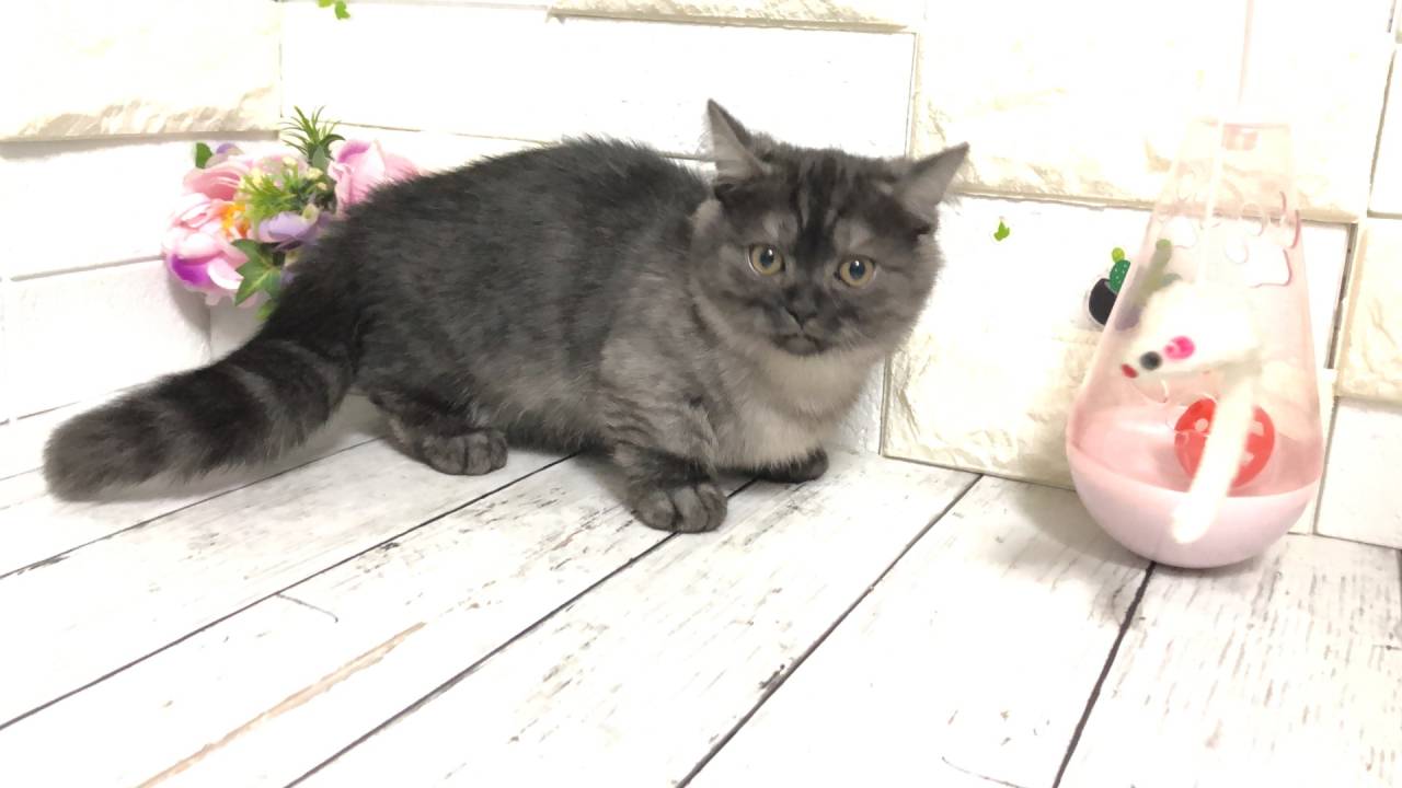 lemmikki ネコスカ ヘビ猫パネル柄 lemmikki ネコスカ ヘビ猫パネル柄 backend=imagemagick;version=1;
