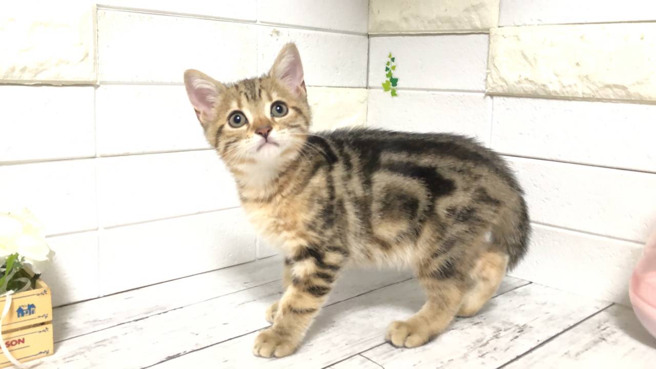 lemmikki ネコスカ ヘビ猫パネル柄 ねこ 11S-M02 – JEKCA-SHOP