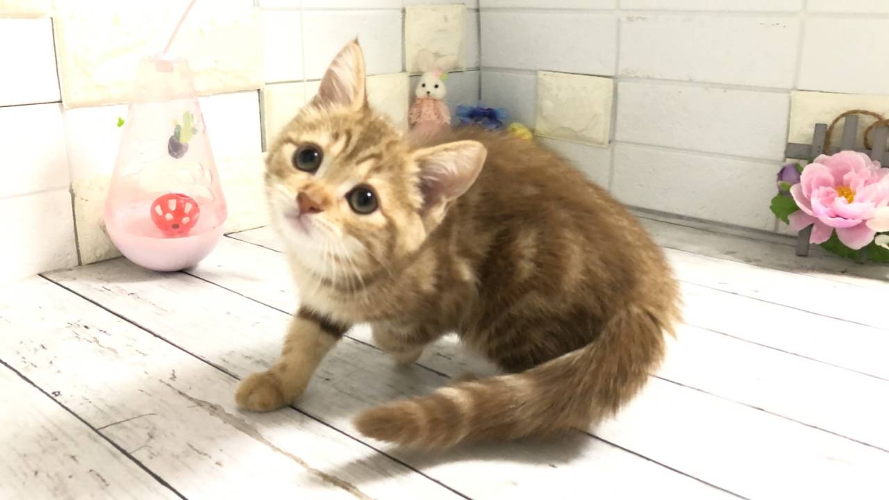 マンチカン長足（SAMA10004） | 子猫紹介 | 埼玉県深谷の
