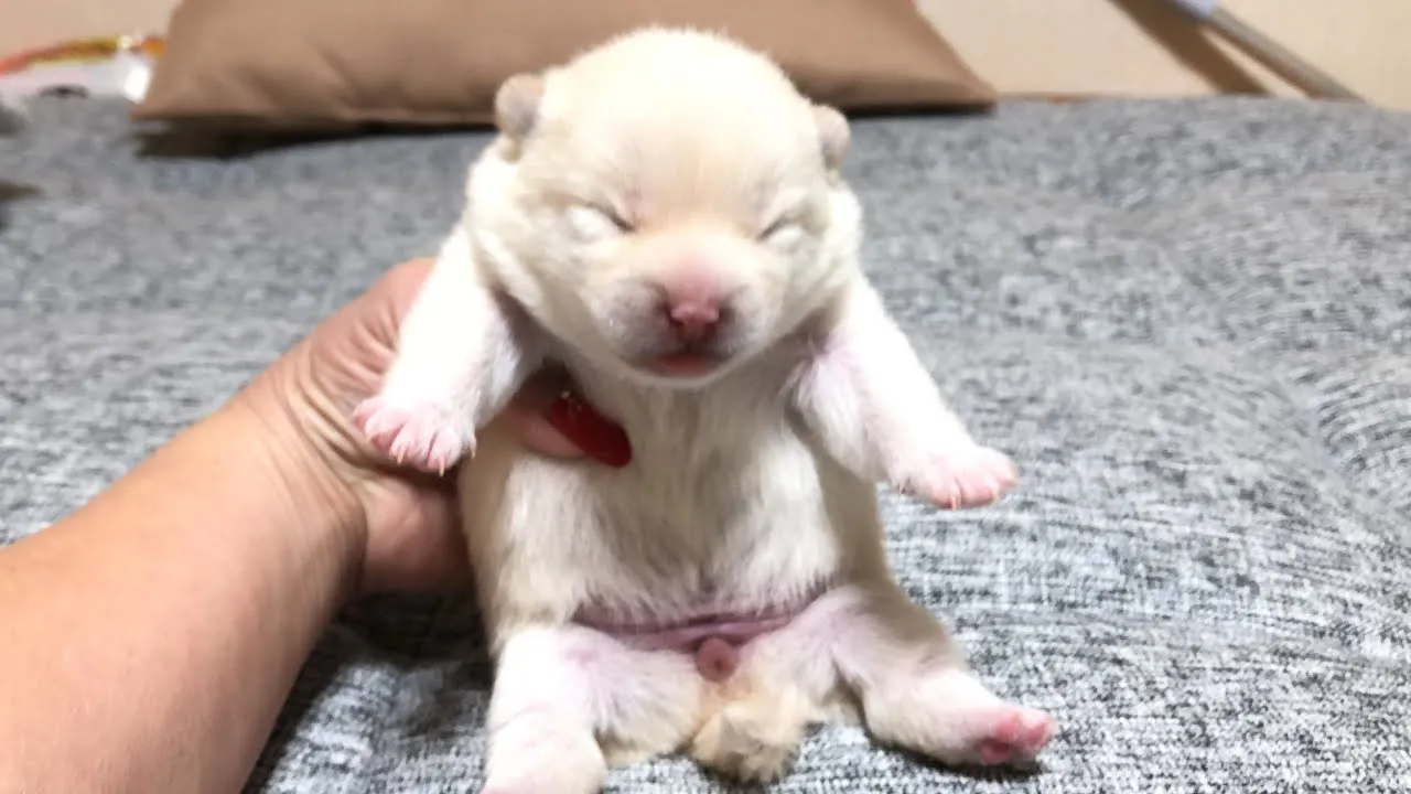 黒たんと殿から生まれたホワイトカラーの柴犬の女の子