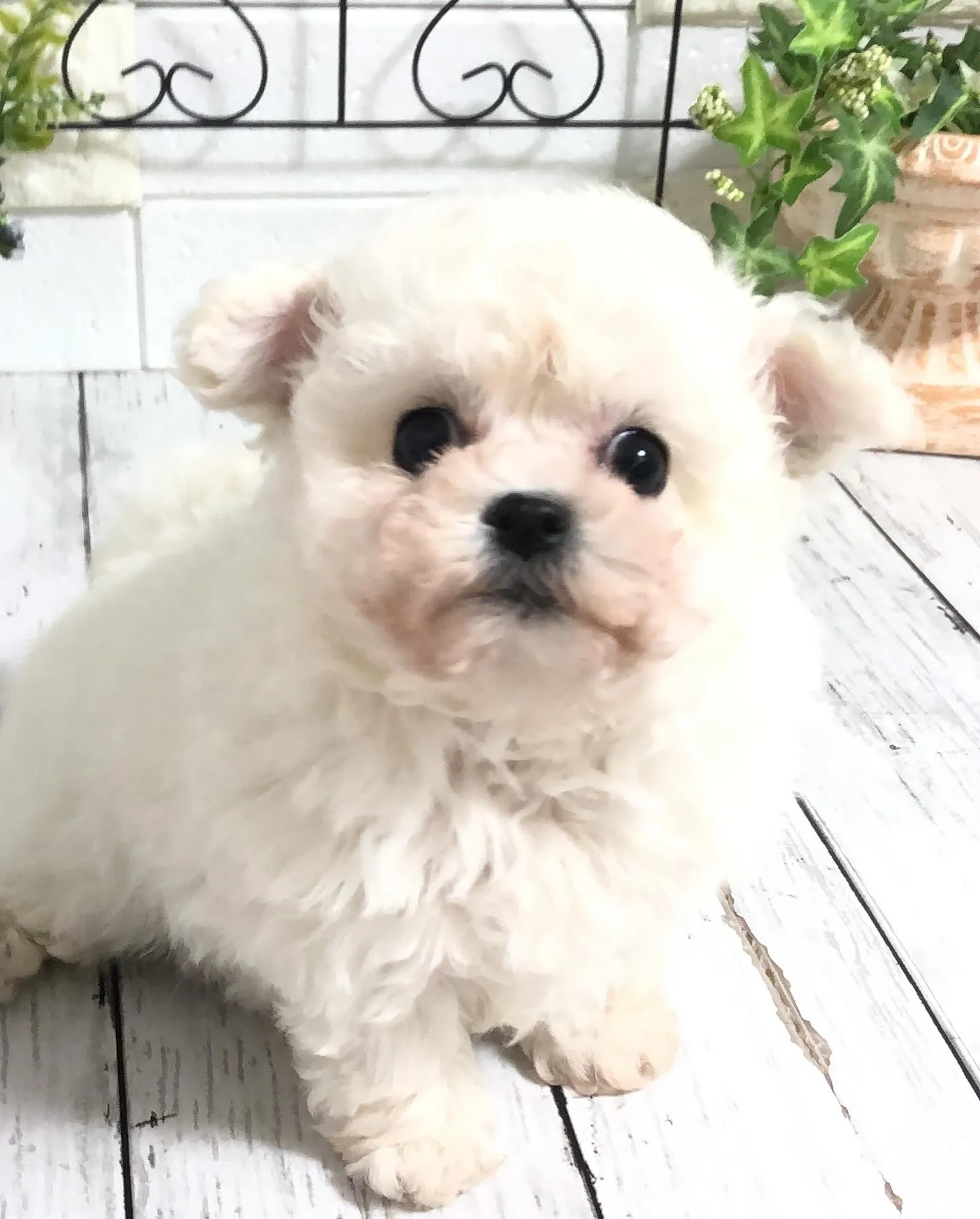 🎉🐶✨ 今日は嬉しいお知らせがあります！ミニミニビションの男...