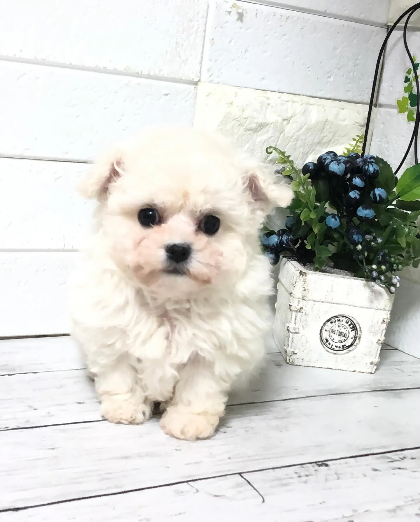 🎉🐶✨ 今日は嬉しいお知らせがあります！ミニミニビションの男...