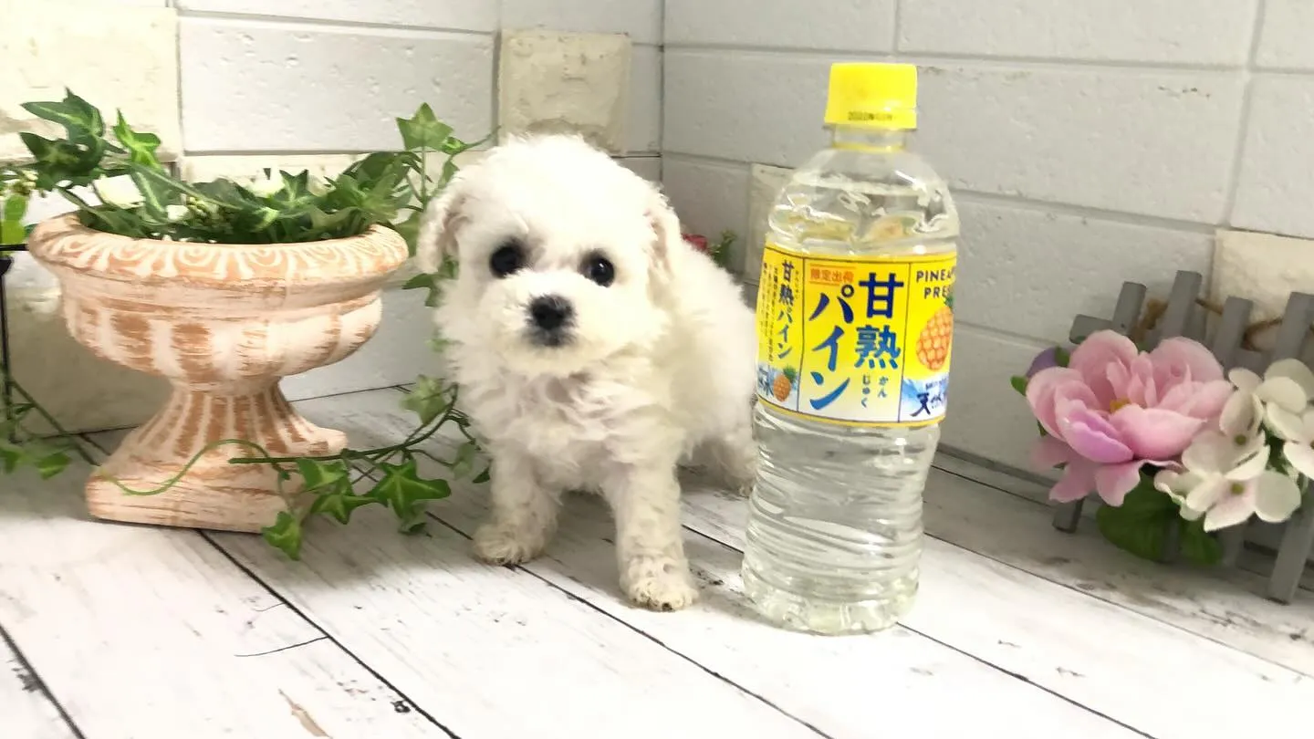 🐶✨埼玉県パピーランドシェリエから、特別なお知らせです！ミニ...