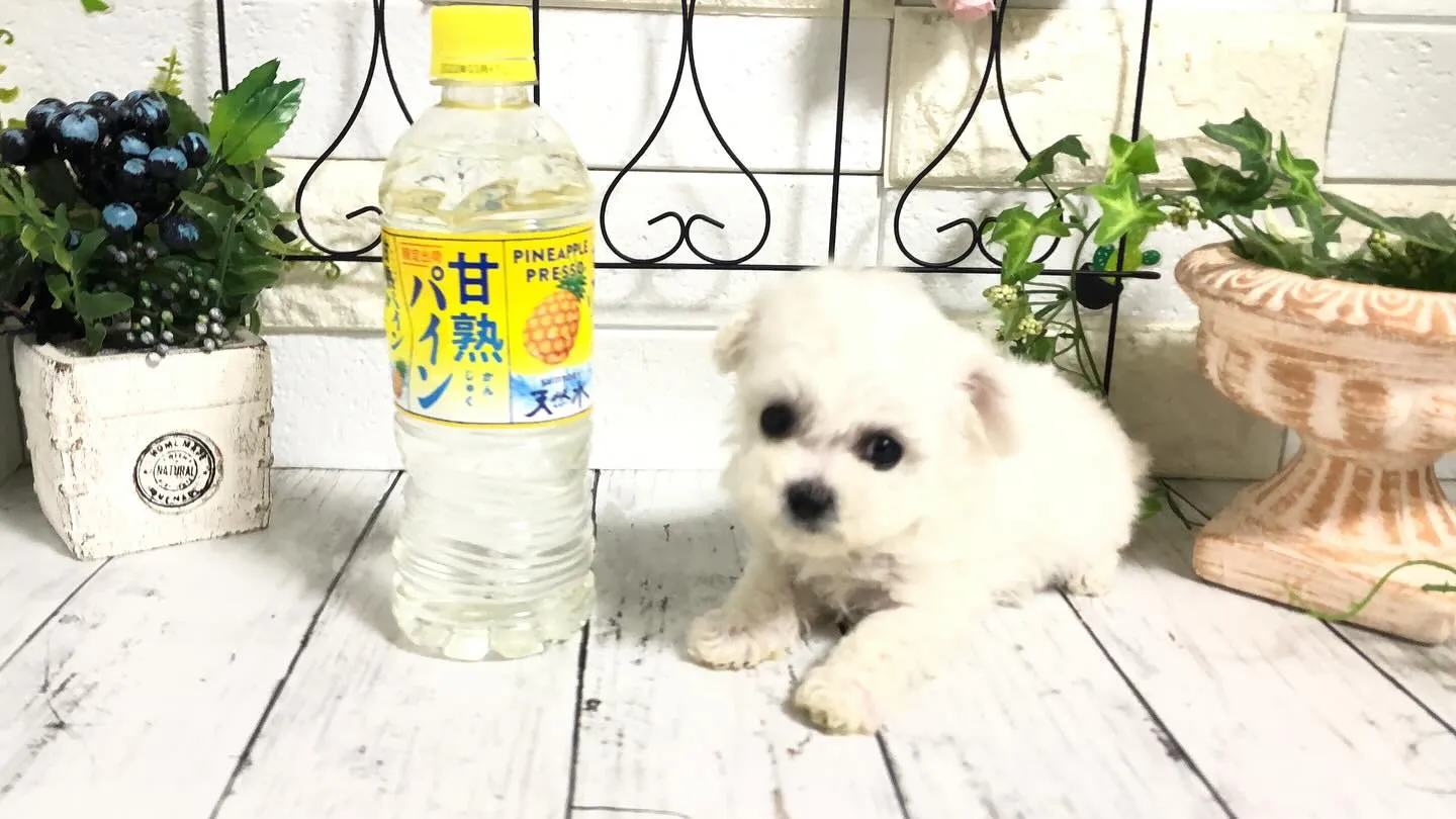 🐶✨埼玉県パピーランドシェリエから、特別なお知らせです！ミニ...