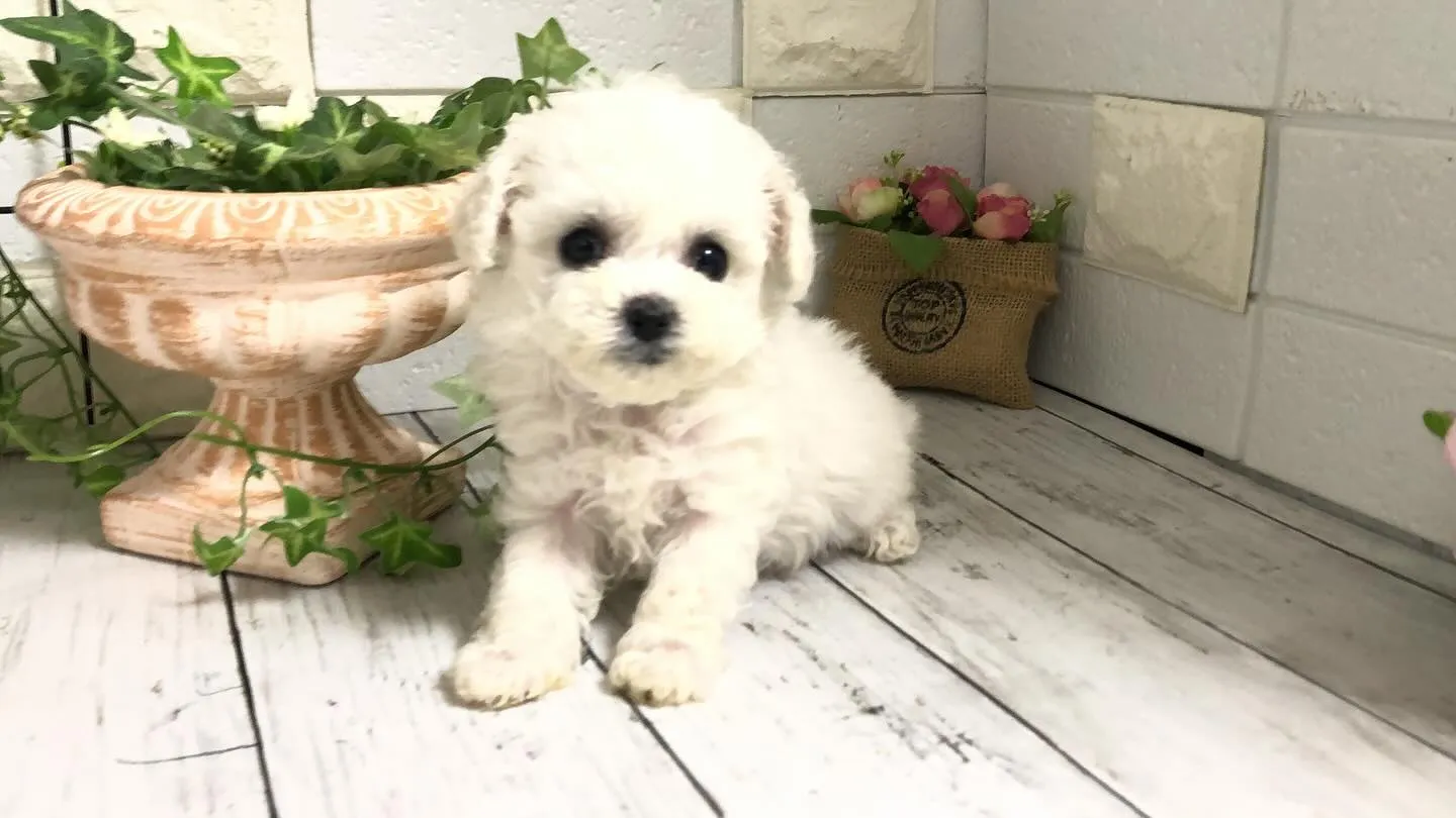 🐶✨埼玉県パピーランドシェリエから、特別なお知らせです！ミニ...