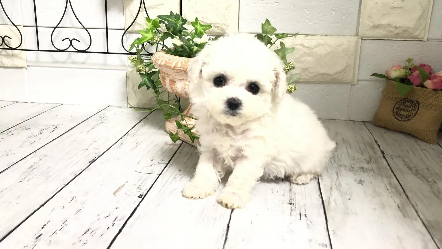 🐶✨埼玉県パピーランドシェリエから、特別なお知らせです！ミニ...