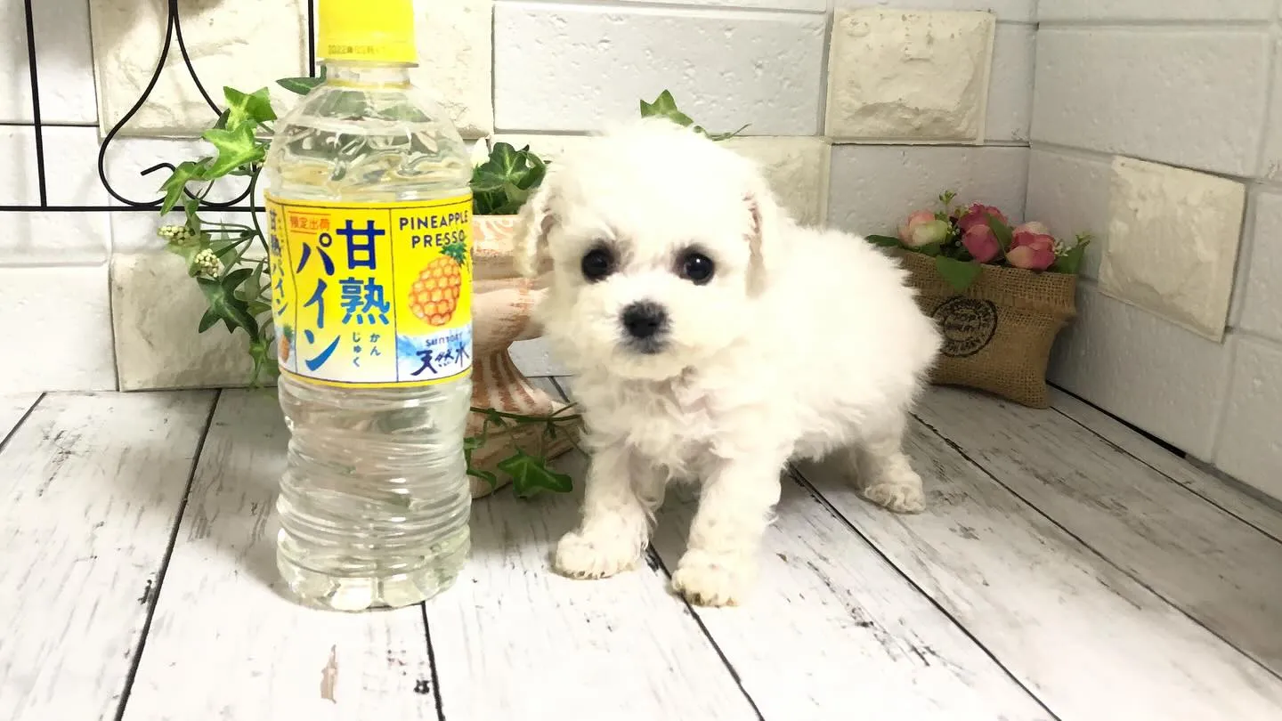 🐶✨埼玉県パピーランドシェリエから、特別なお知らせです！ミニ...