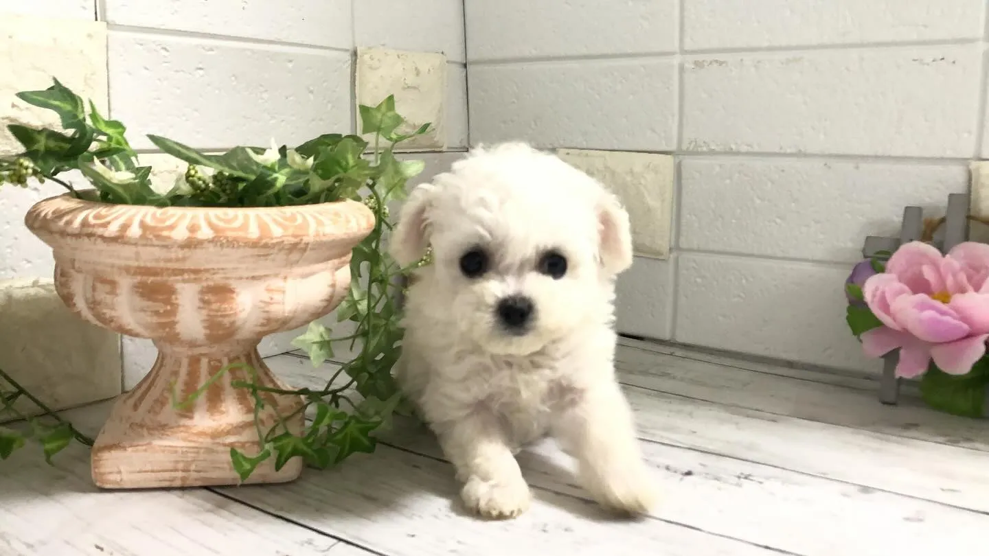 🐶✨埼玉県パピーランドシェリエから、特別なお知らせです！ミニ...