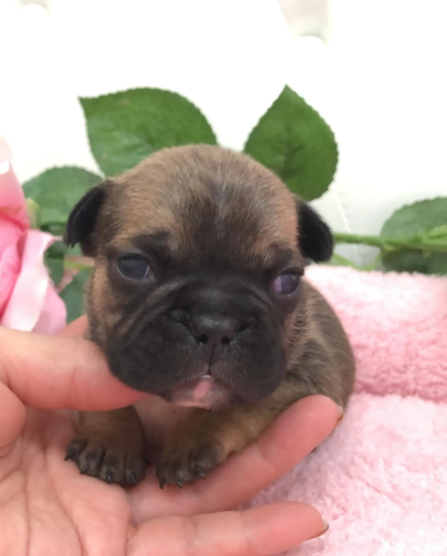 埼玉県にあるパピーランドシェリエから、新しい家族をお待ちして...