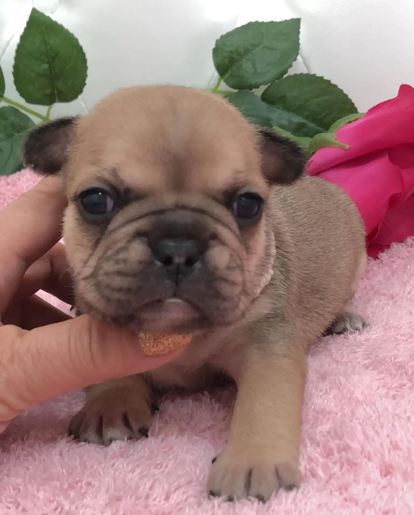 こんにちは！🐶埼玉県のフレンチブルドッグブリーダーからのお知...