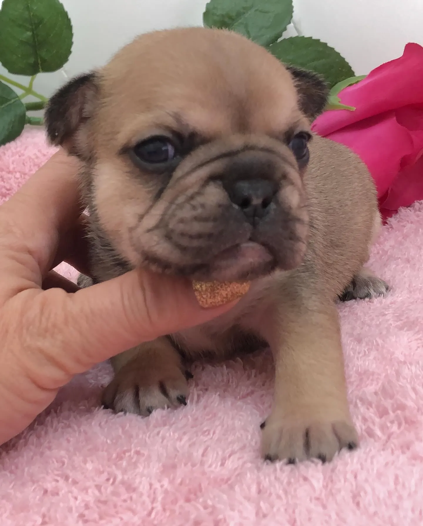 こんにちは！🐶埼玉県のフレンチブルドッグブリーダーからのお知...