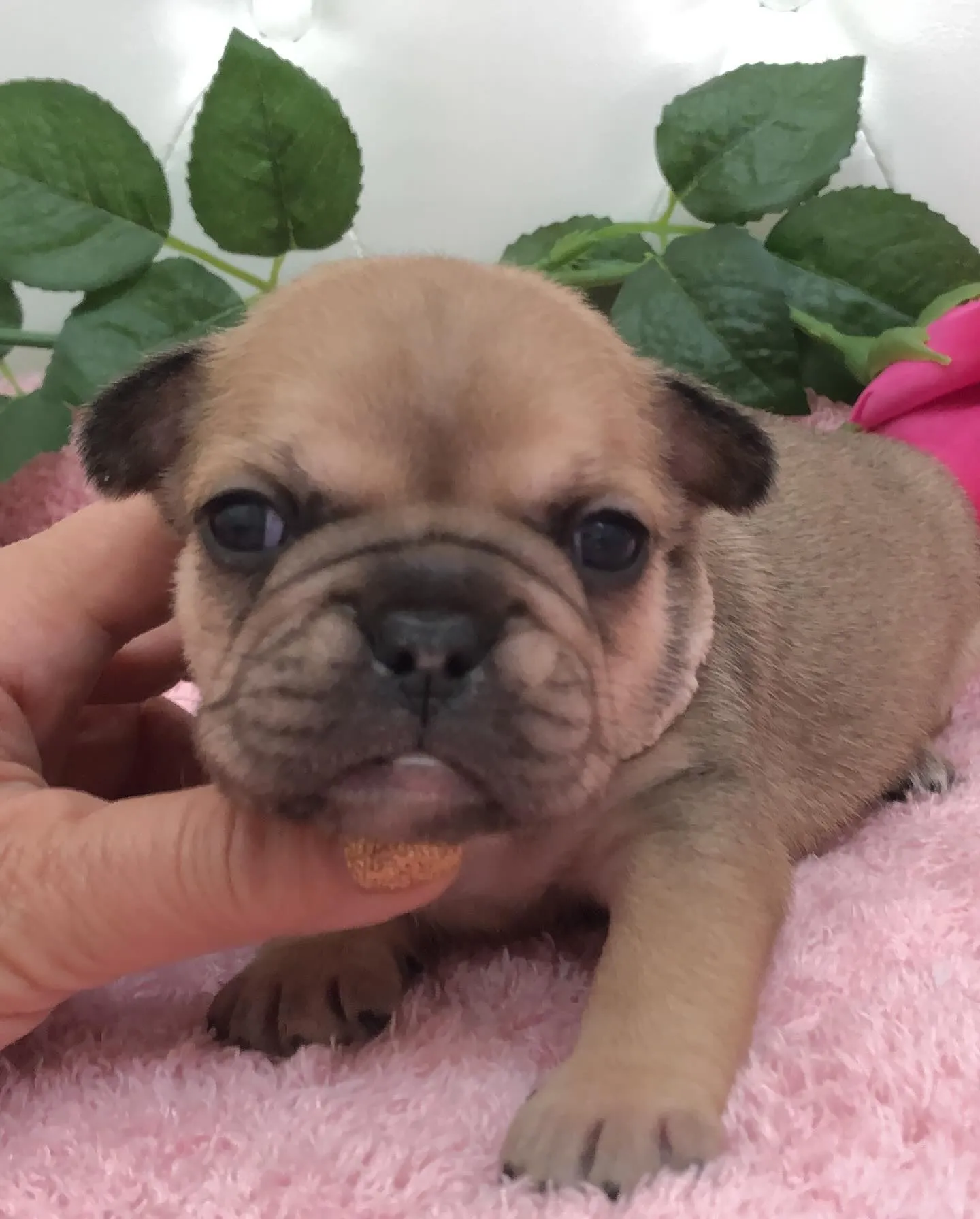 こんにちは！🐶埼玉県のフレンチブルドッグブリーダーからのお知...