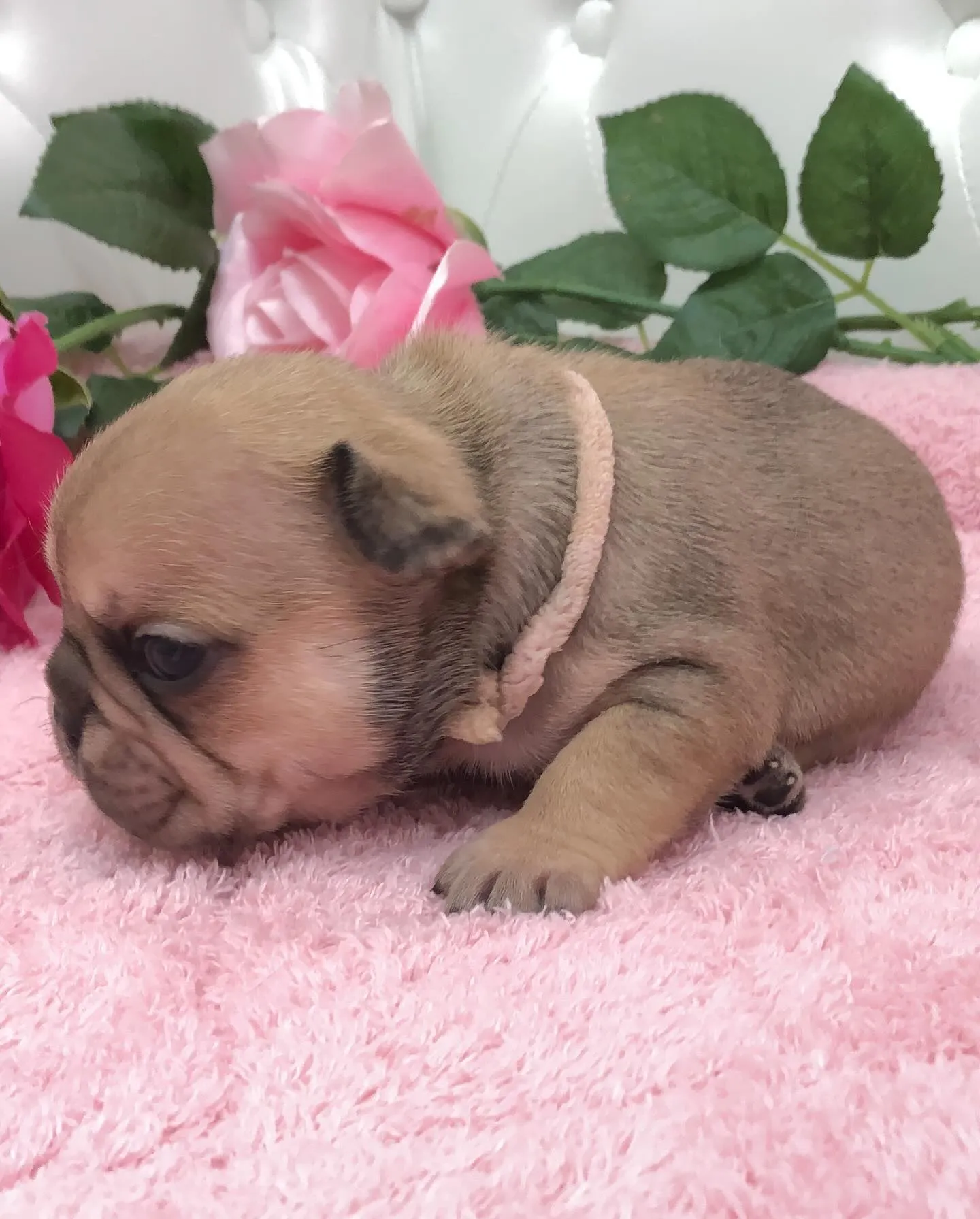 こんにちは！🐶埼玉県のフレンチブルドッグブリーダーからのお知...