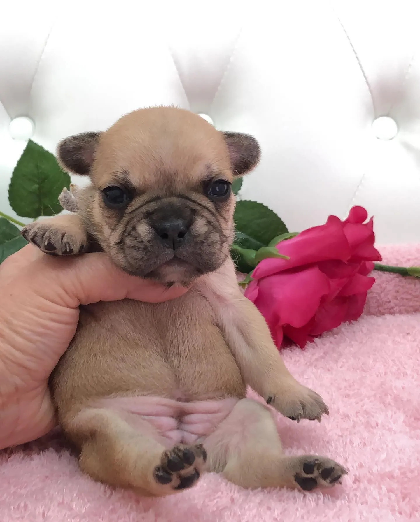 こんにちは🐾✨埼玉県で可愛いフレンチブルドッグの兄妹ちゃんた...