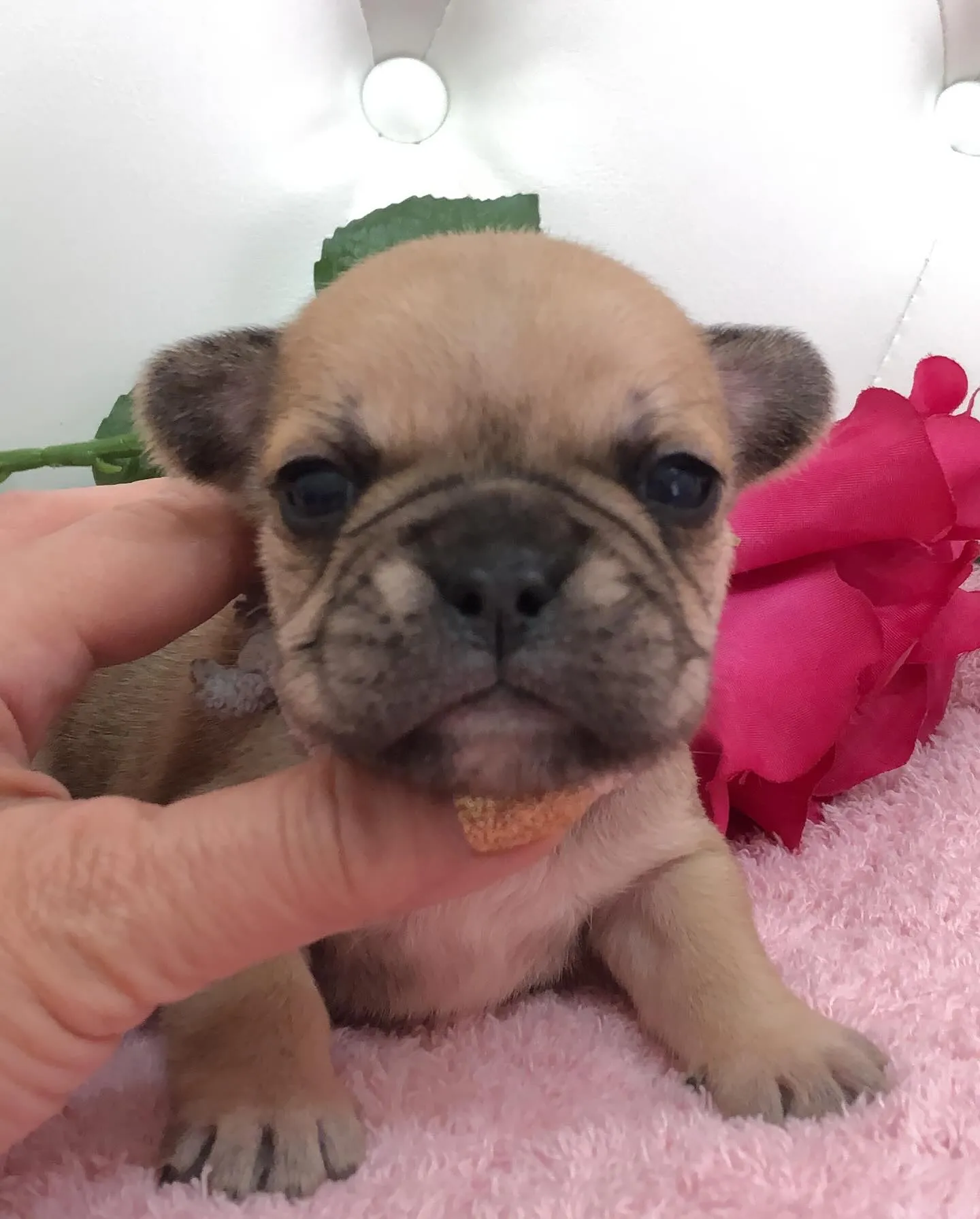 こんにちは🐾✨埼玉県で可愛いフレンチブルドッグの兄妹ちゃんた...