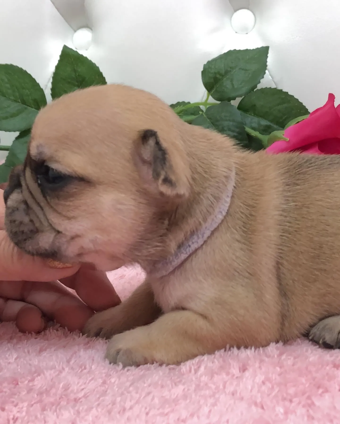 こんにちは🐾✨埼玉県で可愛いフレンチブルドッグの兄妹ちゃんた...