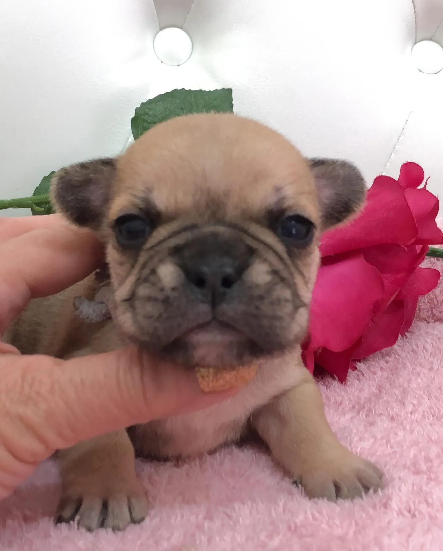 こんにちは🐾✨埼玉県で可愛いフレンチブルドッグの兄妹ちゃんた...