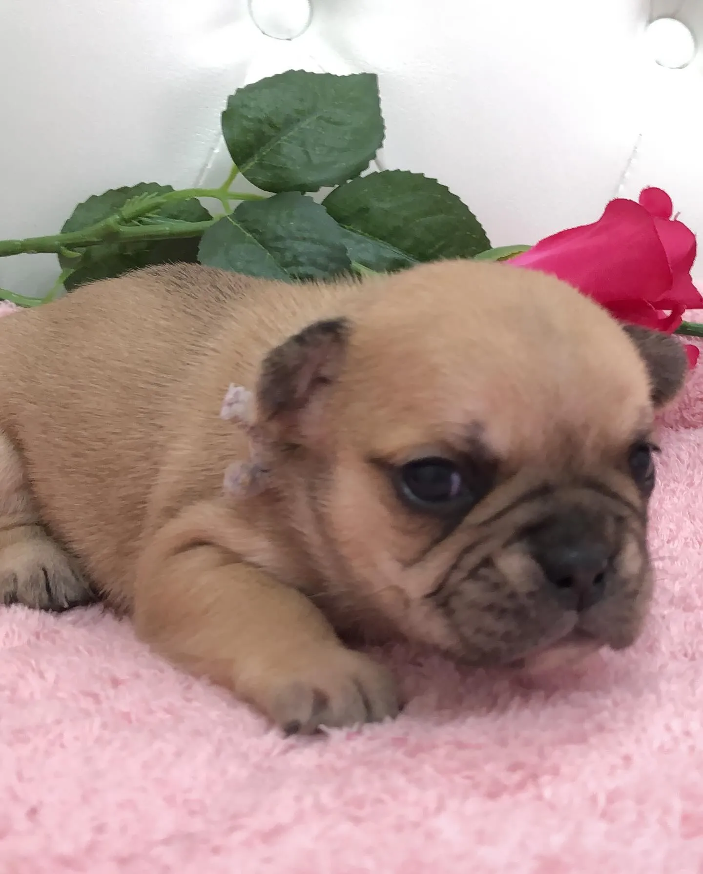 こんにちは🐾✨埼玉県で可愛いフレンチブルドッグの兄妹ちゃんた...