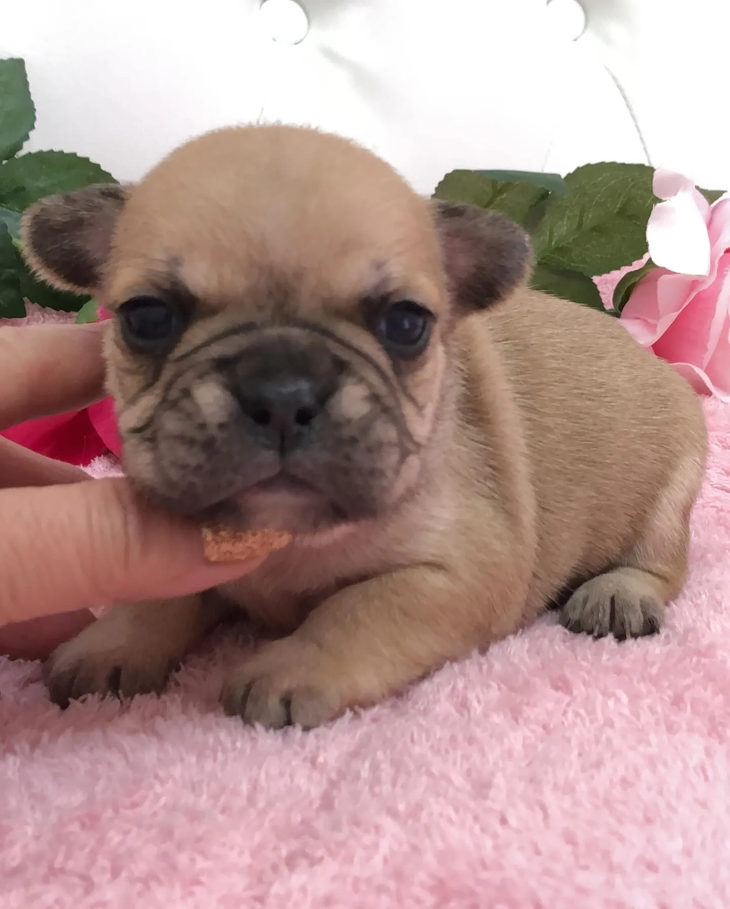 こんにちは🐾✨埼玉県で可愛いフレンチブルドッグの兄妹ちゃんた...