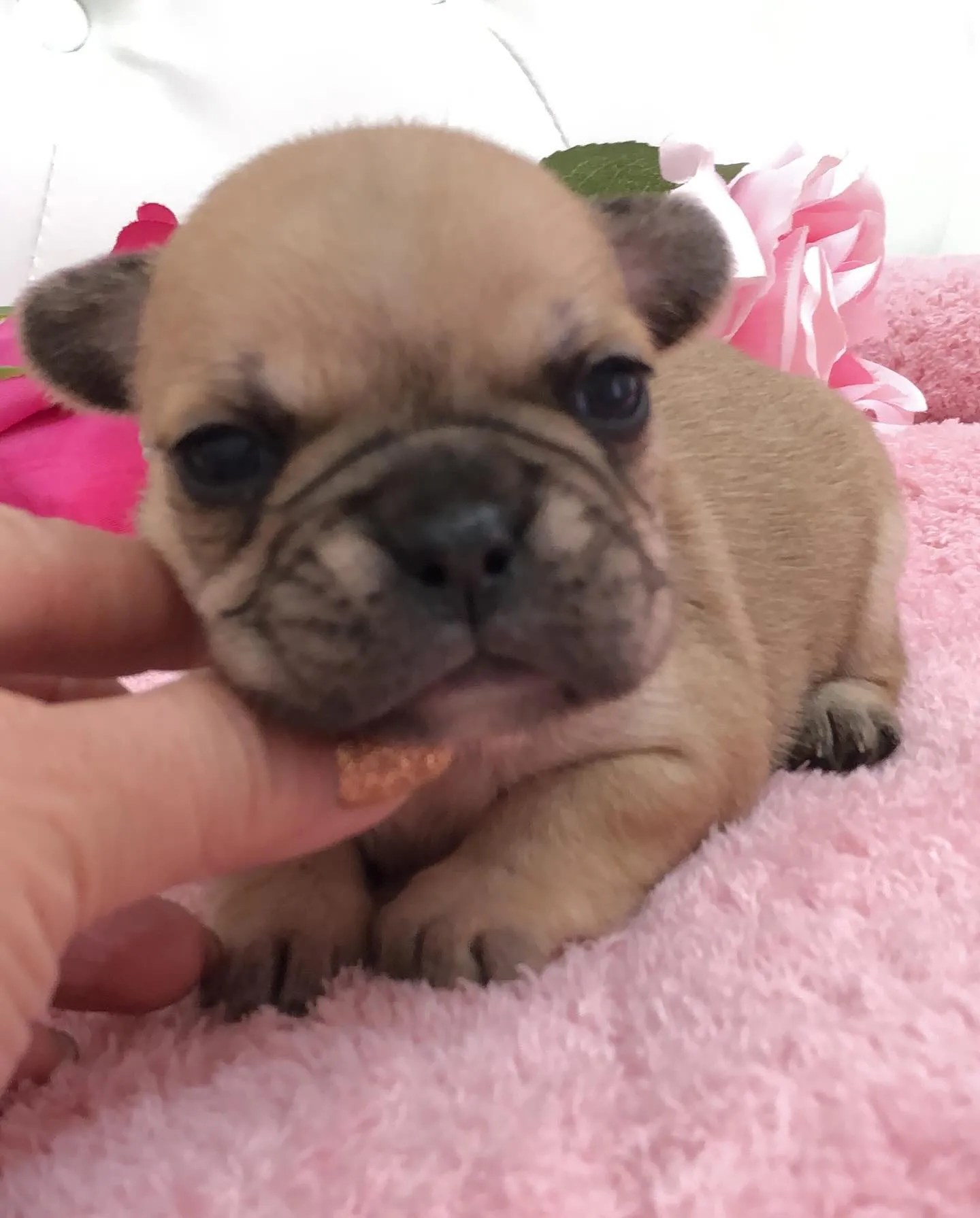 こんにちは🐾✨埼玉県で可愛いフレンチブルドッグの兄妹ちゃんた...