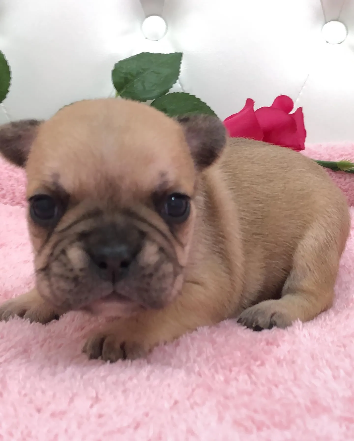 こんにちは🐾✨埼玉県で可愛いフレンチブルドッグの兄妹ちゃんた...