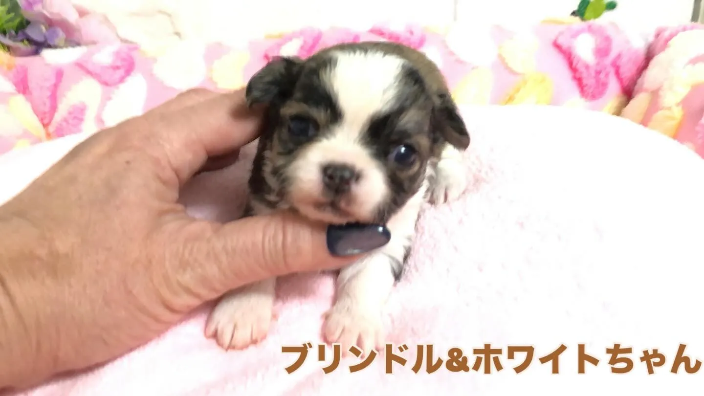 埼玉で愛され続けるチワワ専門ブリーダーの物語🌟🐾。