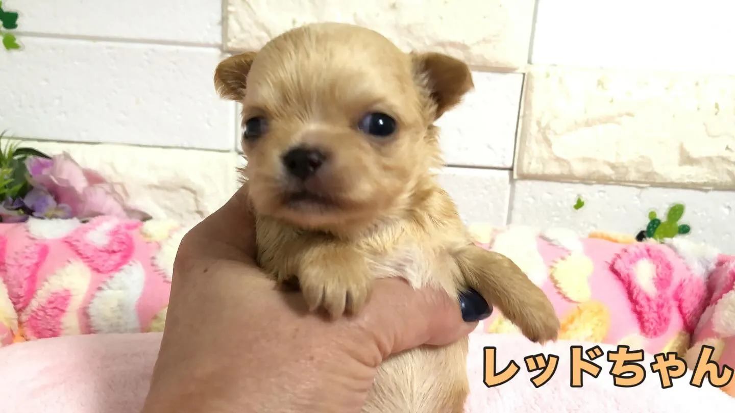 埼玉で愛され続けるチワワ専門ブリーダーの物語🌟🐾。