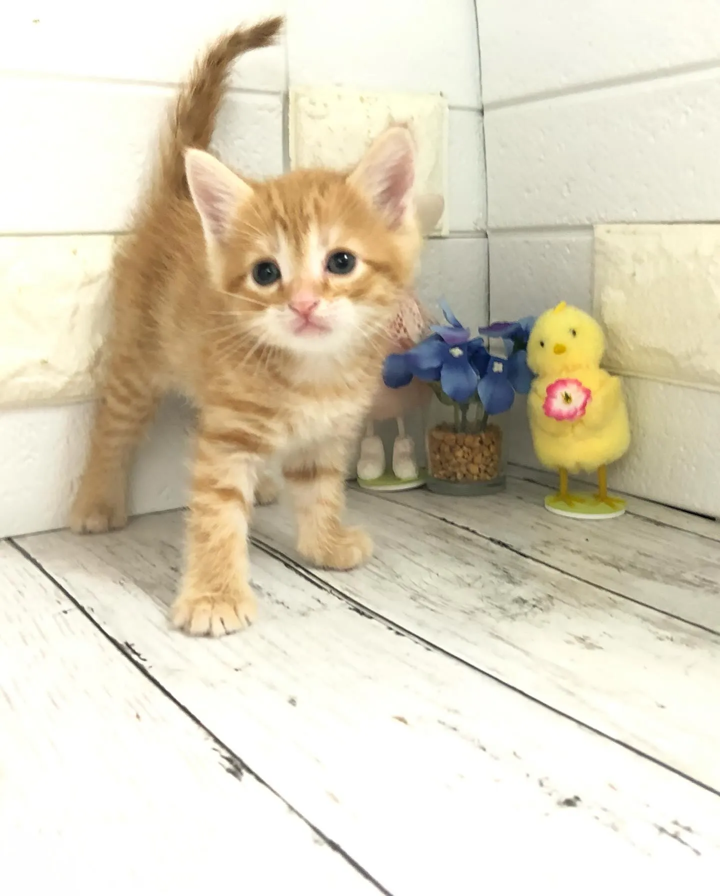 @puppyland_cherie.cat @manchi....