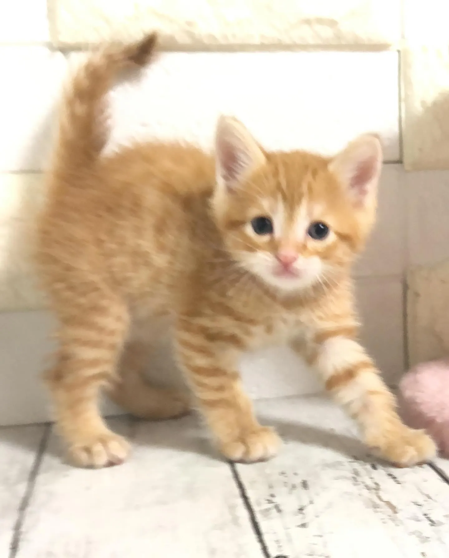 @puppyland_cherie.cat @manchi....