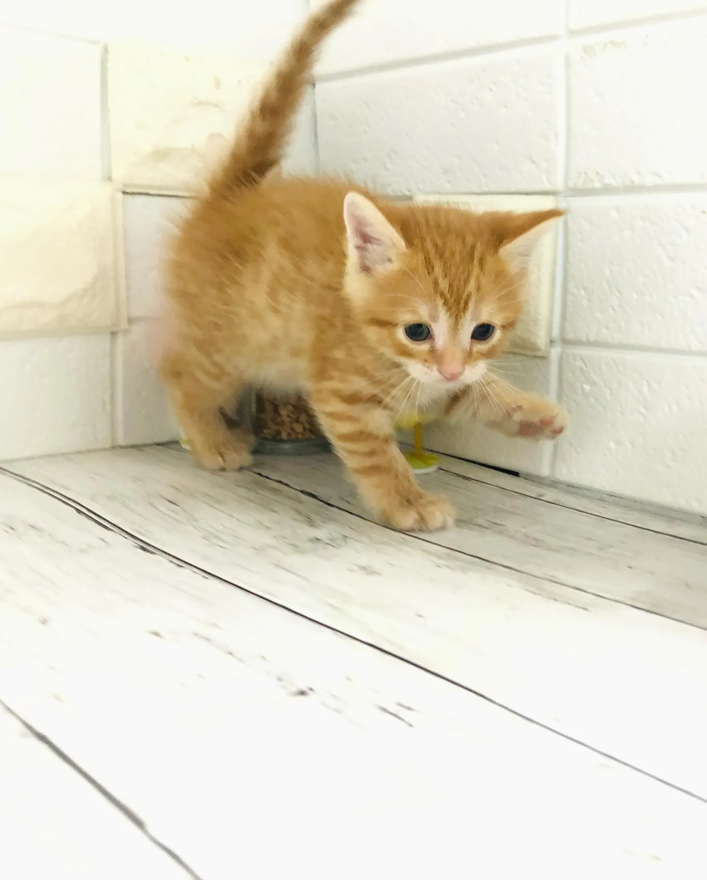 @puppyland_cherie.cat @manchi....