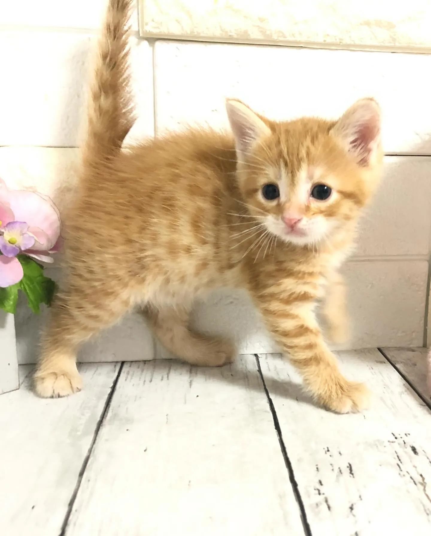 @puppyland_cherie.cat @manchi....