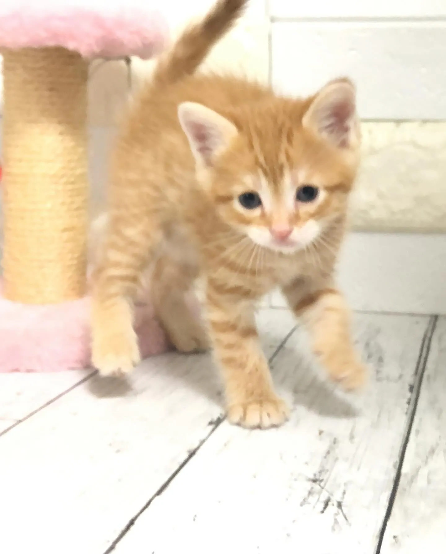 @puppyland_cherie.cat @manchi....