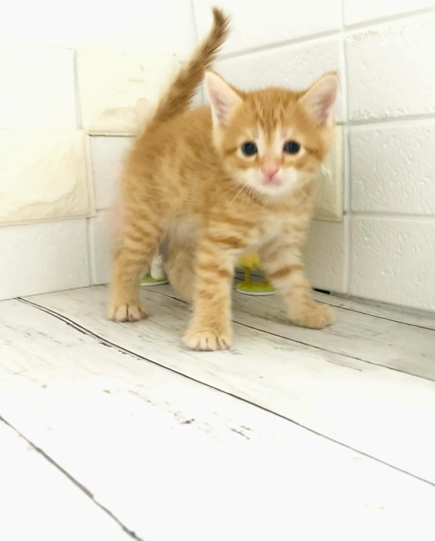 @puppyland_cherie.cat @manchi....
