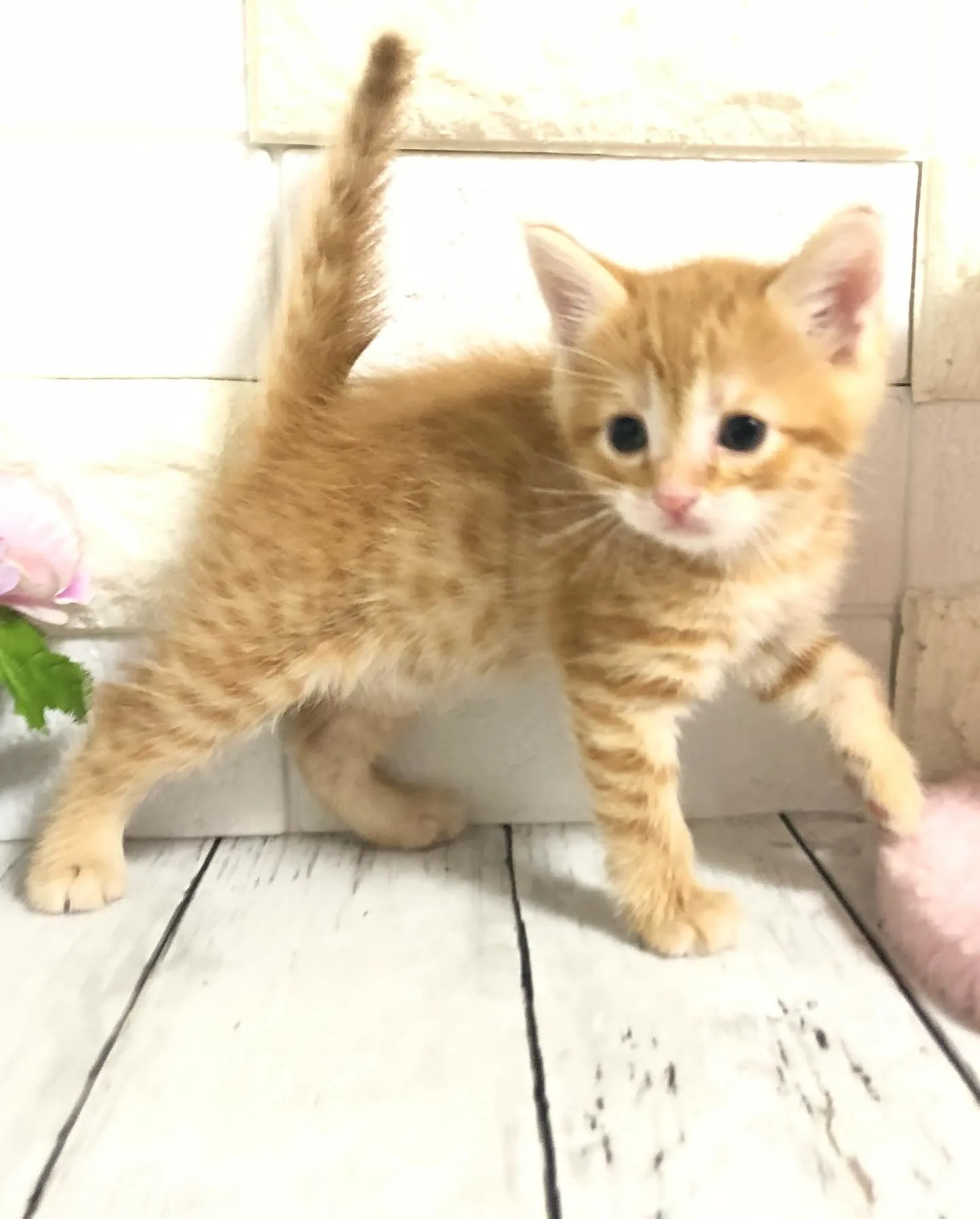 @puppyland_cherie.cat @manchi....