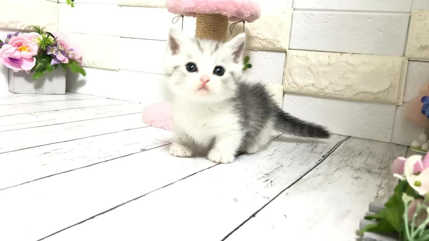 @puppyland_cherie.cat @manchi....