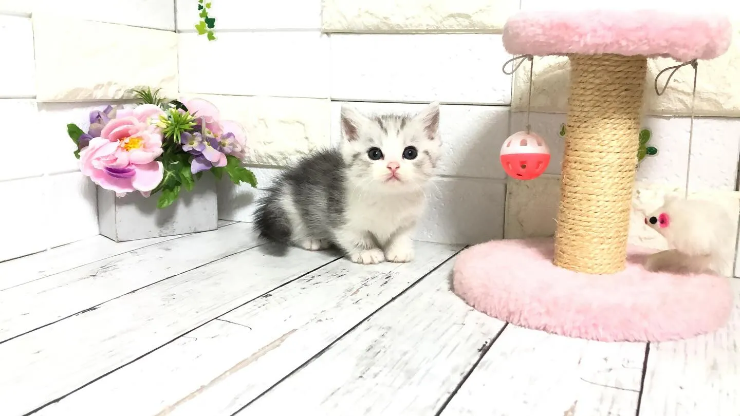 @puppyland_cherie.cat @manchi....