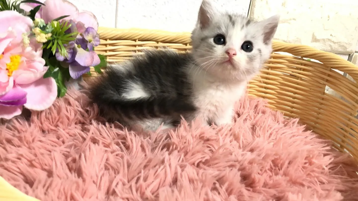 @puppyland_cherie.cat @manchi....