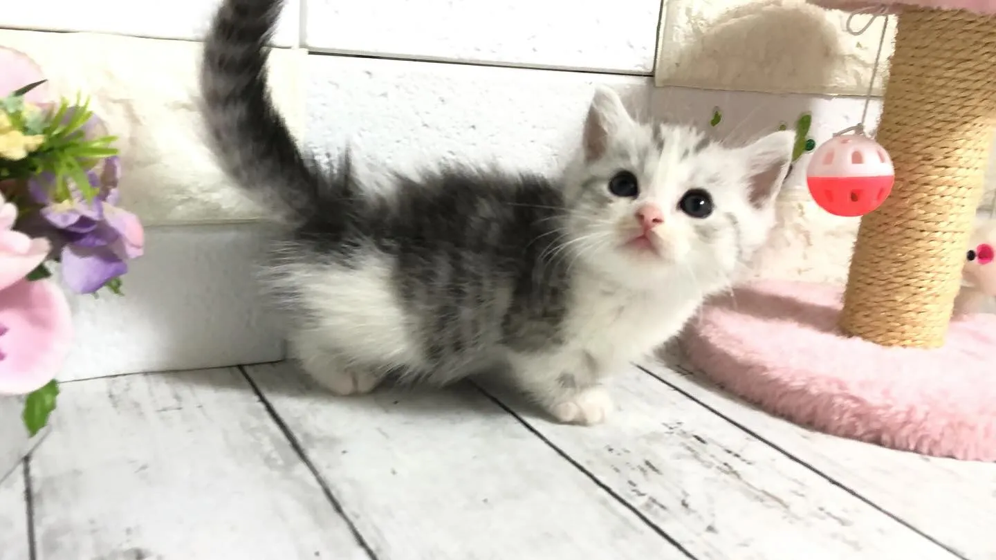 @puppyland_cherie.cat @manchi....