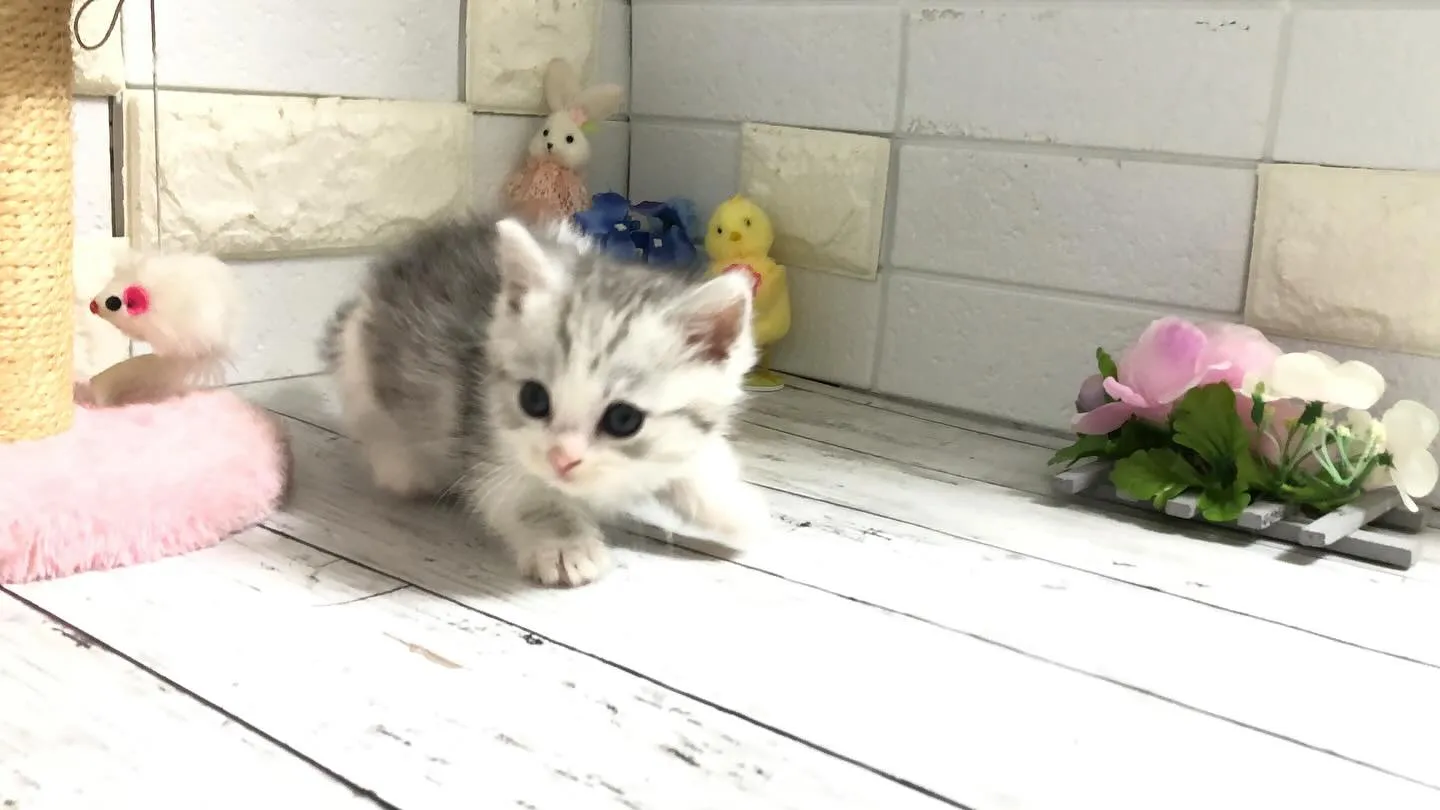 @puppyland_cherie.cat @manchi....