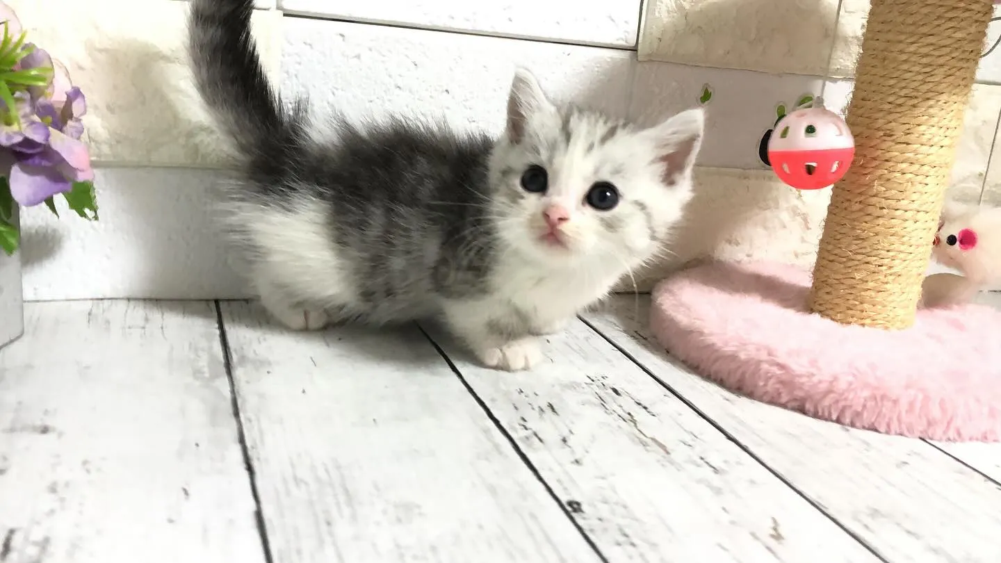 @puppyland_cherie.cat @manchi....