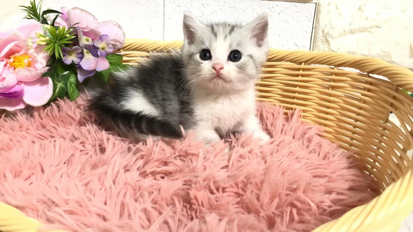 @puppyland_cherie.cat @manchi....