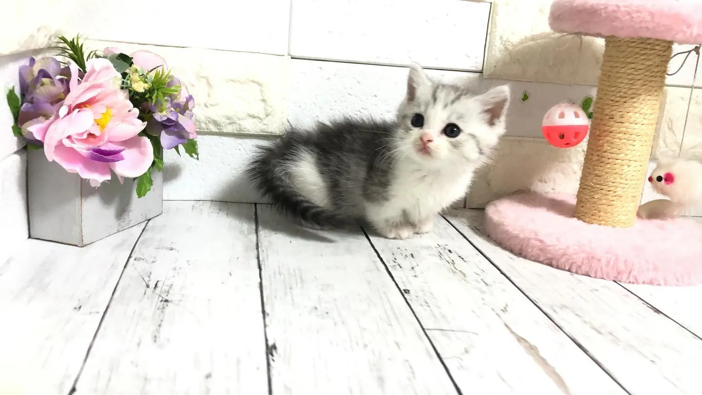 @puppyland_cherie.cat @manchi....