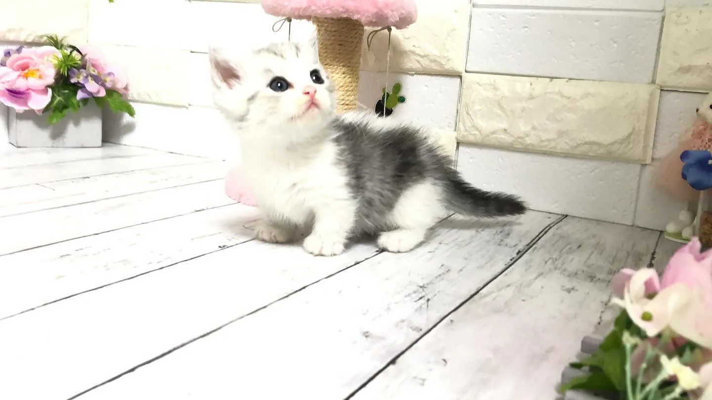 @puppyland_cherie.cat @manchi....