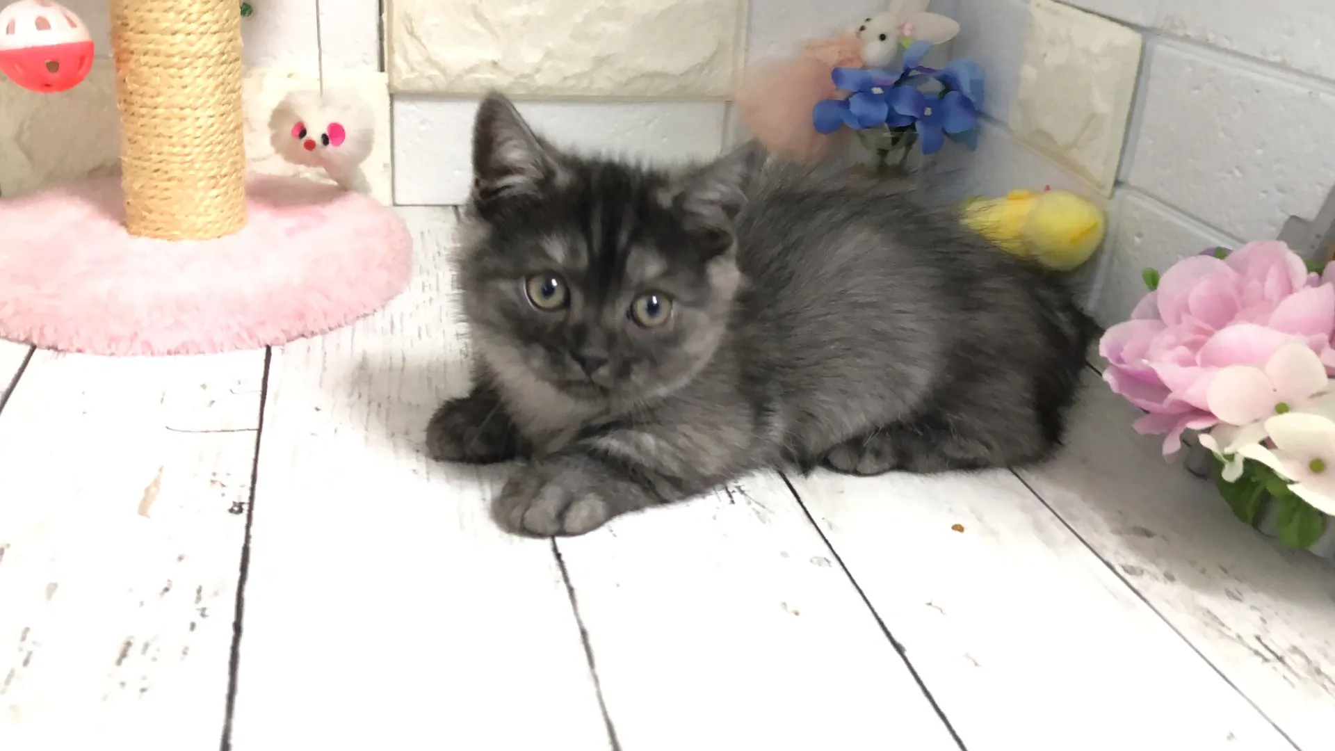 ゆみネコ マンチカン短足（KOMO10003） | 子猫紹介 | 埼玉県深谷の