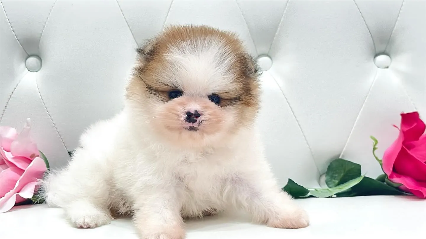 @manchi.chiwawa.shop @puppylan...