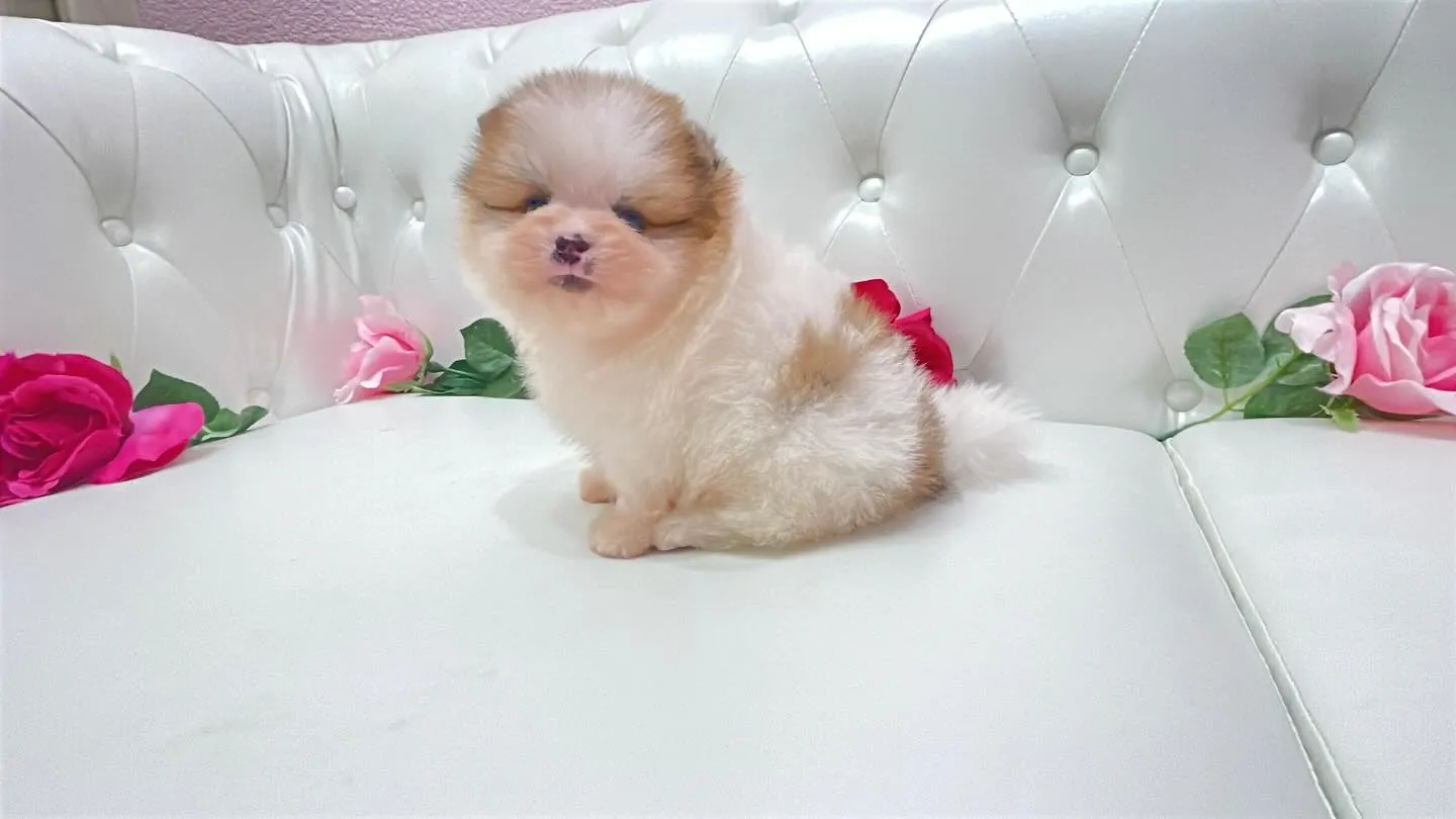 @manchi.chiwawa.shop @puppylan...