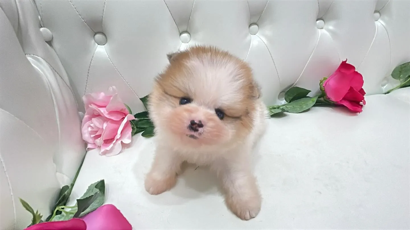 @manchi.chiwawa.shop @puppylan...