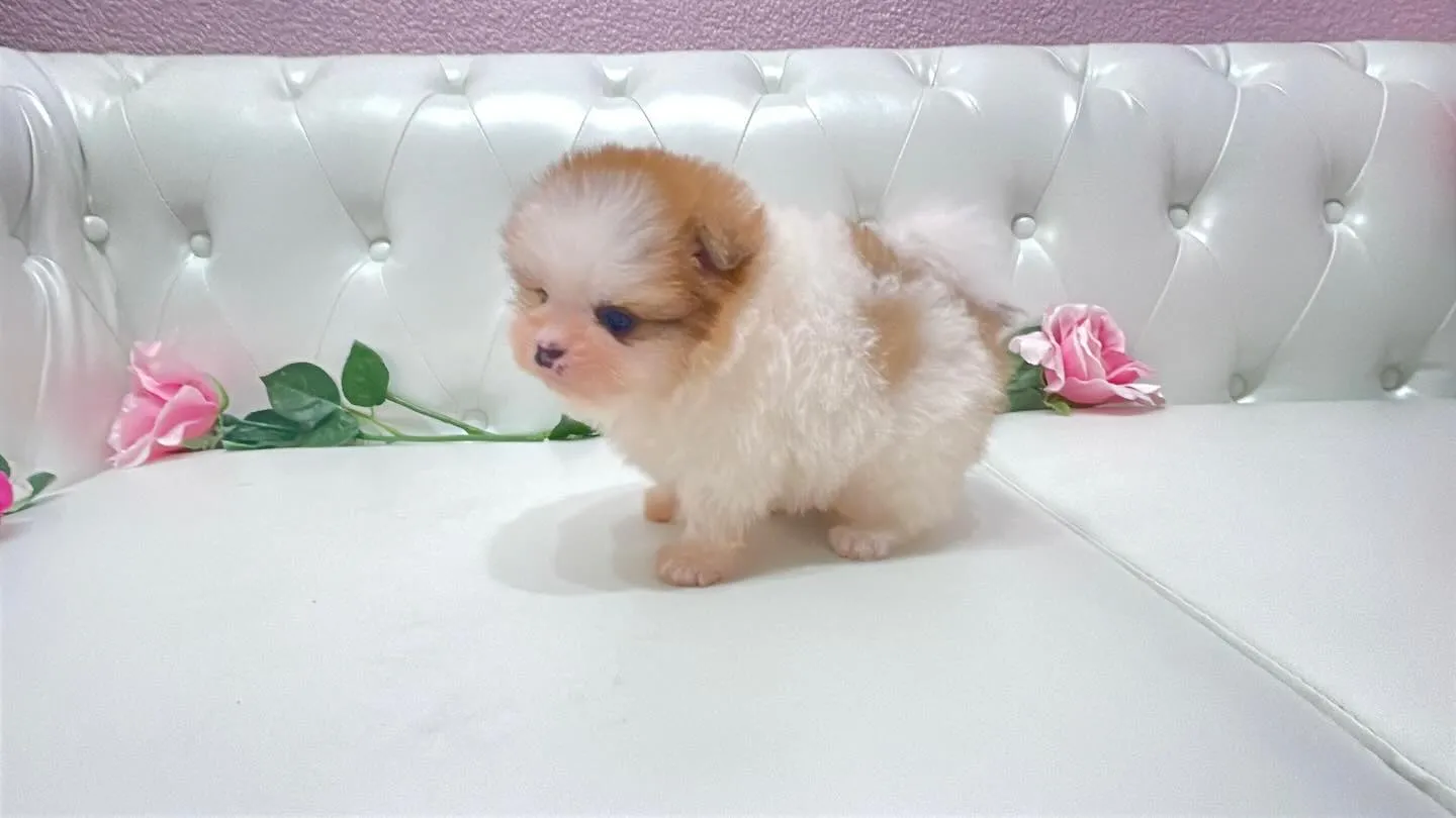@manchi.chiwawa.shop @puppylan...