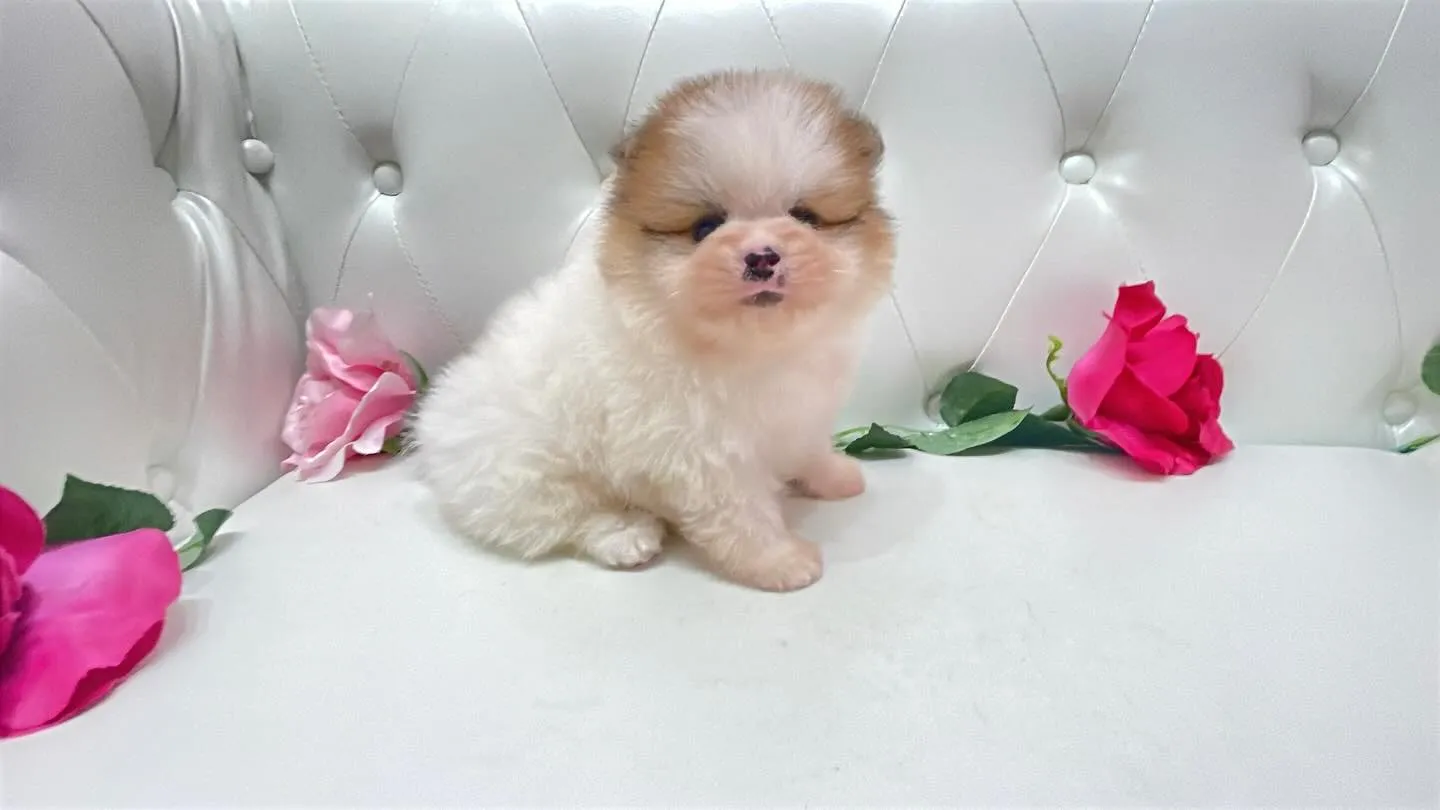 @manchi.chiwawa.shop @puppylan...