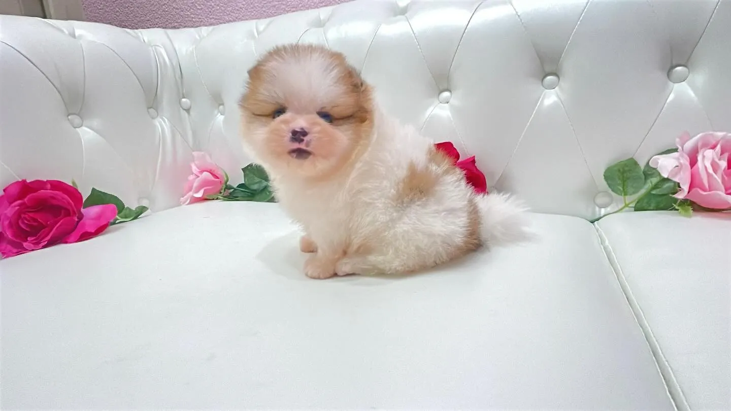 @manchi.chiwawa.shop @puppylan...
